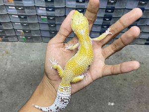 F-303 | HYPO MACK SNOW HET. ECLIPSE - BETINA