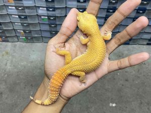 F-304 | ALBINO SUNGLOW - BETINA