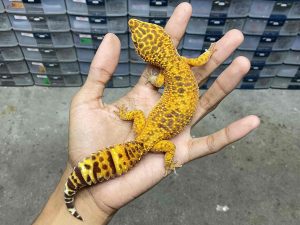 F-305 | ALBINO SUNSPOT - BETINA