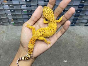 F-306 | ALBINO FIRE TREMPER - BETINA