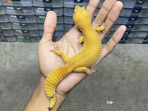 F-307 | ALBINO SUNGLOW - BETINA