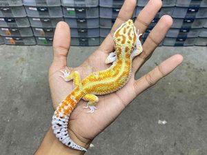 M-206 | WHITE & YELLOW TUG RED STRIPE HET. TREMPER - JANTAN