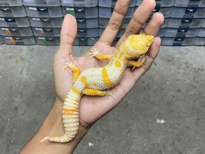 M-207 | ALBINO BELL LAVENDER - JANTAN