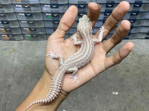 M-209 | SUPER SNOW RAPTOR BOLD STRIPE - JANTAN