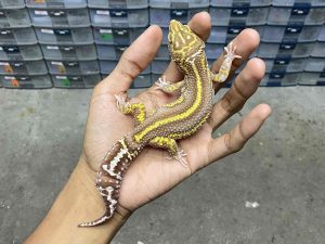 M-208 | ALBINO TREMPER BOLD STRIPE MOTIF TEBAL - JANTAN