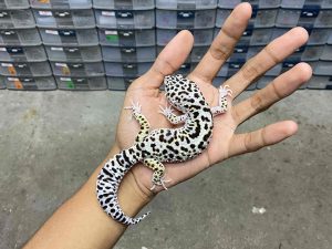 M-210 | TUG HET. TREMPER - JANTAN