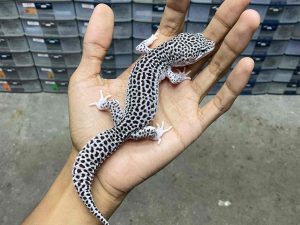 M-211 | SUPER SNOW ECLIPSE BLACK NIGHT POSSIBLE HET. TREMPER - JANTAN