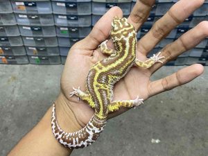 M-212 | ALBINO TUG TREMPER - JANTAN