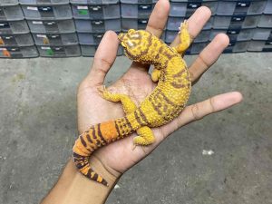 M-213 | ALBINO SUNSPOT - JANTAN