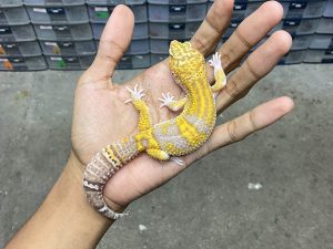 M-215 | ALBINO RAPTOR BLACK NIGHT - JANTAN