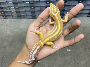 M-216 | ALBINO TREMPER BOLD STRIPE TEMBUS - JANTAN