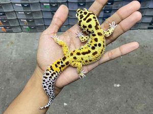 M-113 | RED STRIPE - JANTAN