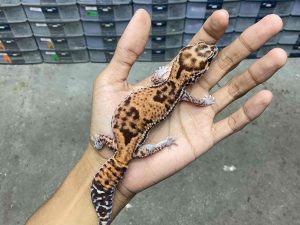 AFT-31 | BANDED HET. OREO PATTY - BETINA OVUL