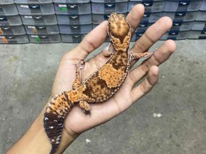 AFT-32 | BANDED HET. OREO POSSIBLE HET. PATTY - BETINA