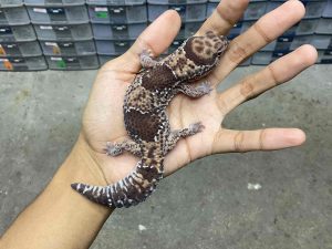 AFT-33 | BANDED HET. AMELANISTIC - BETINA