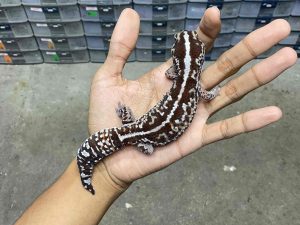 AFT-36 | WHITE OUT STRIPE HET. OREO POSSIBLE HET. PATTY - BETINA