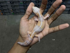 AFT-37 | ALBINO AMELANISTIC POSSIBLE HET. PATTY OREO - BETINA