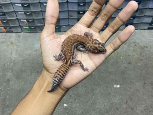 AFT-38 | PATTY HET. OREO POSSIBLE HET. AMELANISTIC - BETINA