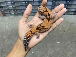 AFT-39 | BANDED HET. AMELANISTIC OREO POSSIBLE HET. PATTY - BETINA