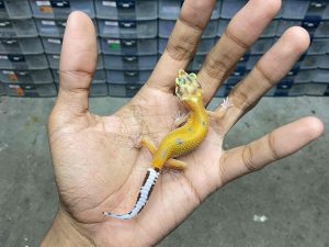 B-386 | ALBINO TREMPER EMERINE - INCUB. BETINA