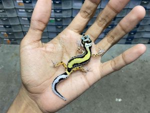 B-387 | BOLD STRIPE HET. TREMPER - INCUB. JANTAN