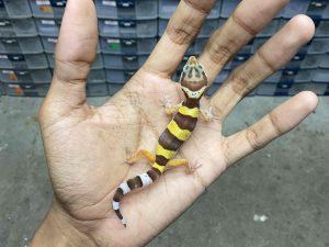 B-389 | ALBINO TREMPER - INCUB. BETINA