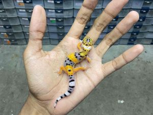 B-390 | EMERINE HET. TREMPER - INCUB. BETINA