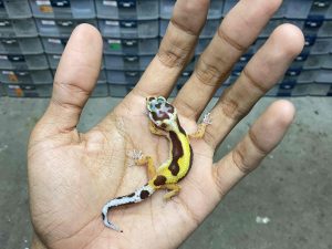 B-391 | ALBINO TREMPER BOLD JUNGLE - INCUB. JANTAN