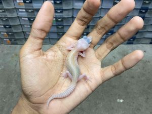 B-392 | SNOW BLAZING BLIZZARD ECLIPSE - INCUB. JANTAN