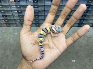 B-393 | TANGERINE POSSIBLE HET TREMPER - INCUB. JANTAN