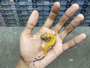 B-394 | ALBINO TREMPER PATTERNLESS - INCUB. JANTAN