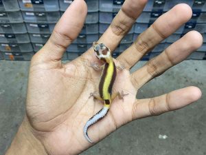 B-395 | ALBINO TREMPER BOLD STRIPE - INCUB. BETINA