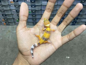 B-396 | HYPO EMERINE HET. TREMPER - INCUB. BETINA