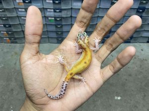 B-397 | ALBINO RAPTOR RED STRIPE - INCUB. JANTAN