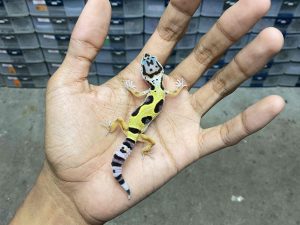 B-398 | TANGERINE JUNGLE HET. TREMPER - INCUB. JANTAN