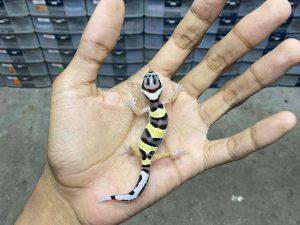 B-400 | TANGERINE POSSIBLE HET. TREMPER - INCUB. BETINA