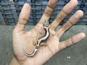 B-401 | ALBINO TREMPER BOLD STRIPE - INCUB. BETINA
