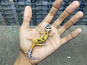 B-402 | NORMAL POSSIBLE HET. TREMPER - INCUB. JANTAN