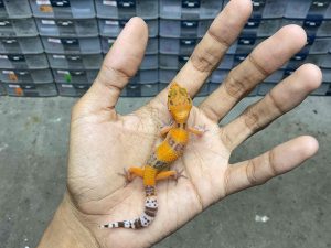 B-403 | ALBINO SUNSPOT - INCUB. JANTAN