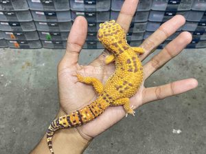 M-214 | ALBINO SUNSPOT - JANTAN