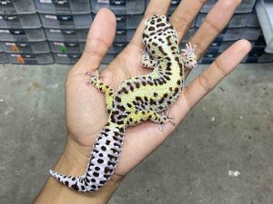 F-271 | BOLD STRIPE AFGHAN BLOOD LINE - BETINA