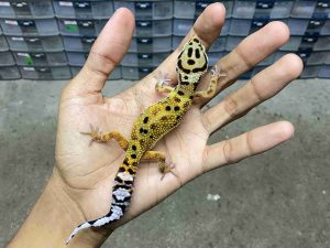 J-279 | JUNGLE TANGERINE POSSIBLE HET. TREMPER - JANTAN