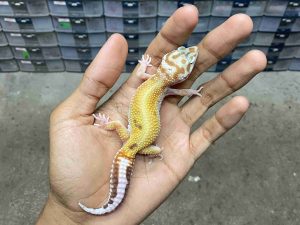 J-280 | APTOR HET. ECLIPSE - BETINA