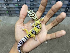 J-281 | HYPO TANGERINE POSSIBLE HET. TREMPER- JANTAN