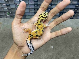 J-282 | TANGERINE POSSIBLE HET. TREMPER- JANTAN