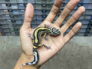 J-283 | BOLD STRIPE AFGHAN BLOOD LINE POSSIBLE HET. TREMPER - BETINA