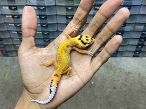 J-284 | EMERINE RED STRIPE POSSIBLE HET. TREMPER- BETINA