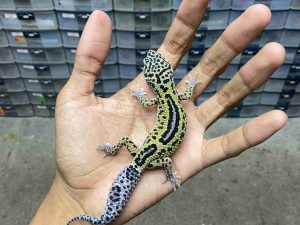 J-285 | MACK SNOW REVERSE STRIPE POSSIBLE HET. TREMPER- BETINA
