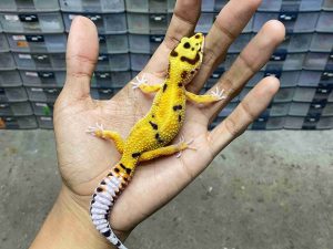 J-286 | HYPO TANGERINE POSSIBLE HET. TREMPER - JANTAN