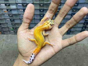 J-287 | JUNGLE TANGERINE HET. TREMPER - JANTAN